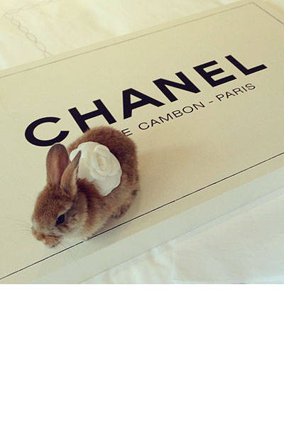 hbz-chic-pets-insta-cecildelevingne-sm
